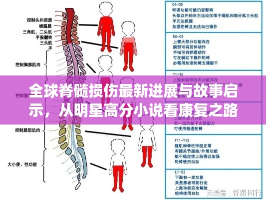 全球脊髓损伤最新进展与故事启示,从明星高分小说看康复之路