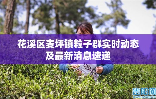 花溪区麦坪镇粒子群实时动态及最新消息速递